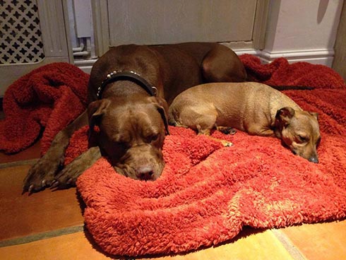 Carl Hester's dogs