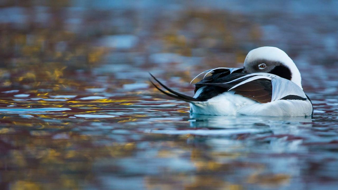 Wildlife Photographer of the Year winners