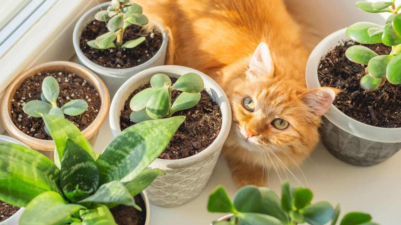 Orange cat with potted succulents