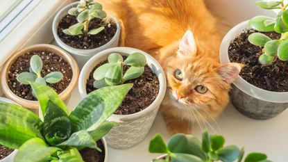 Orange cat with potted succulents