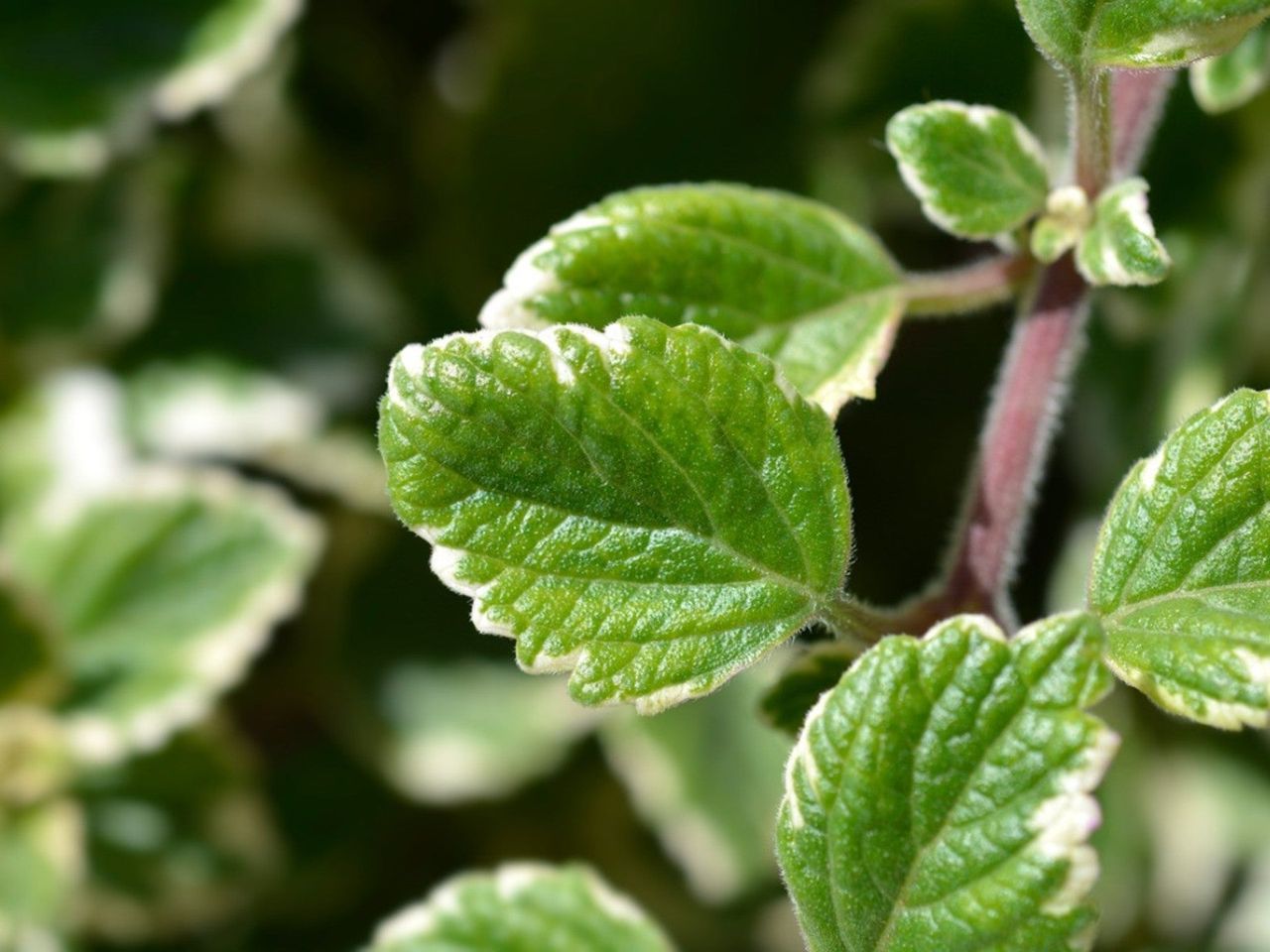 Swedish Ivy Plant