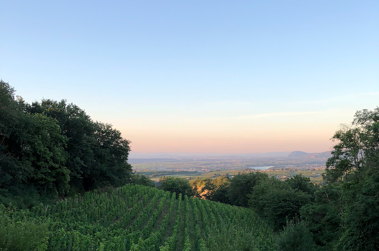 The Roche Pierre vineyard at Domaine Belle.