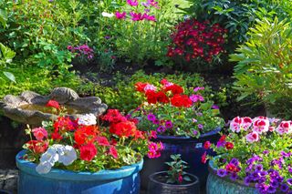 Hardy geraniums mixed in with other plants in colourful containers