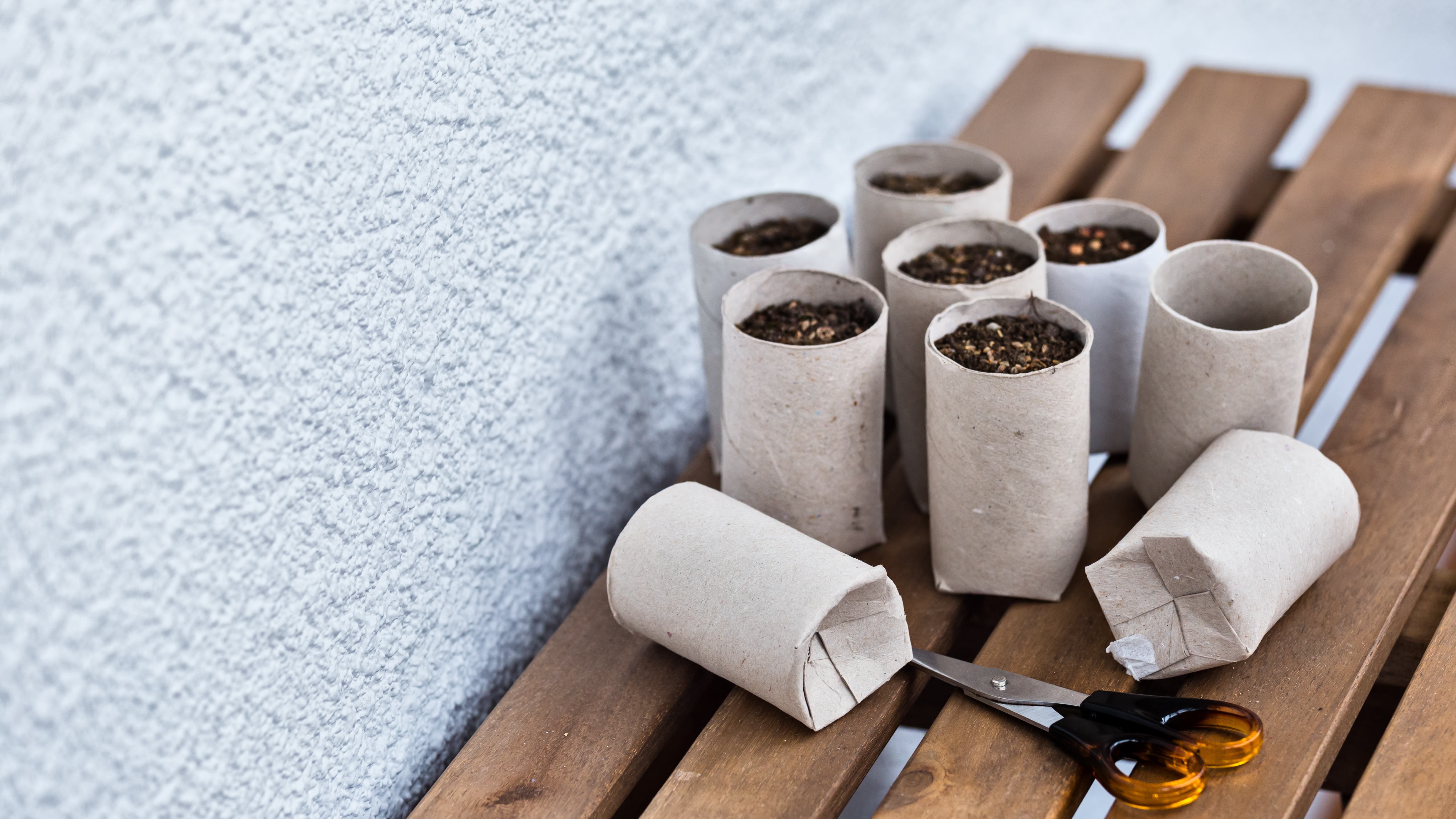 Toilet rolls for seedlings