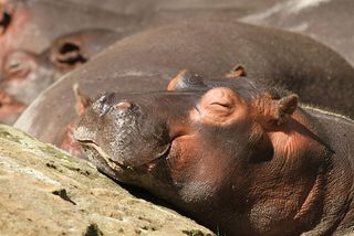 smiling hippo napping