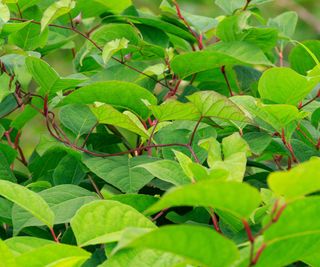 Japanese knotweed leaves