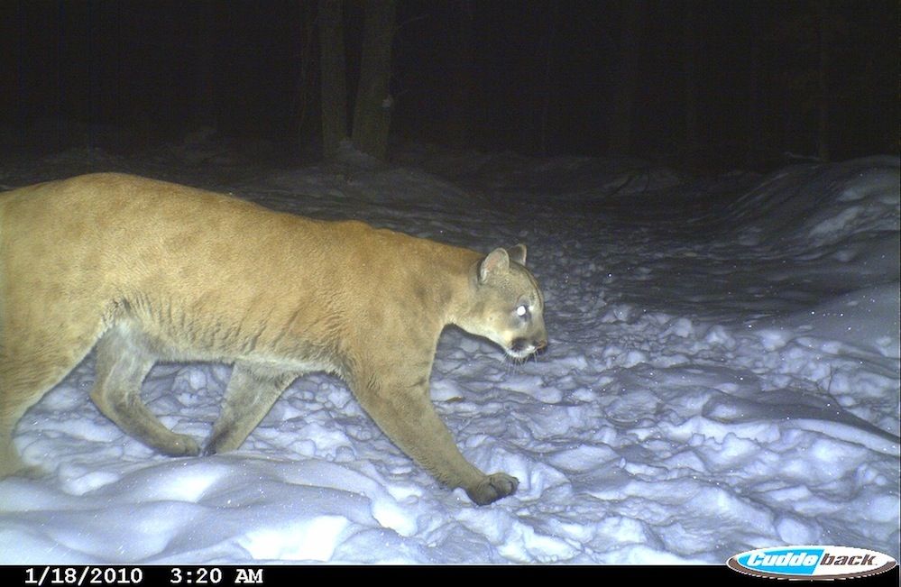 Connecticut cougar