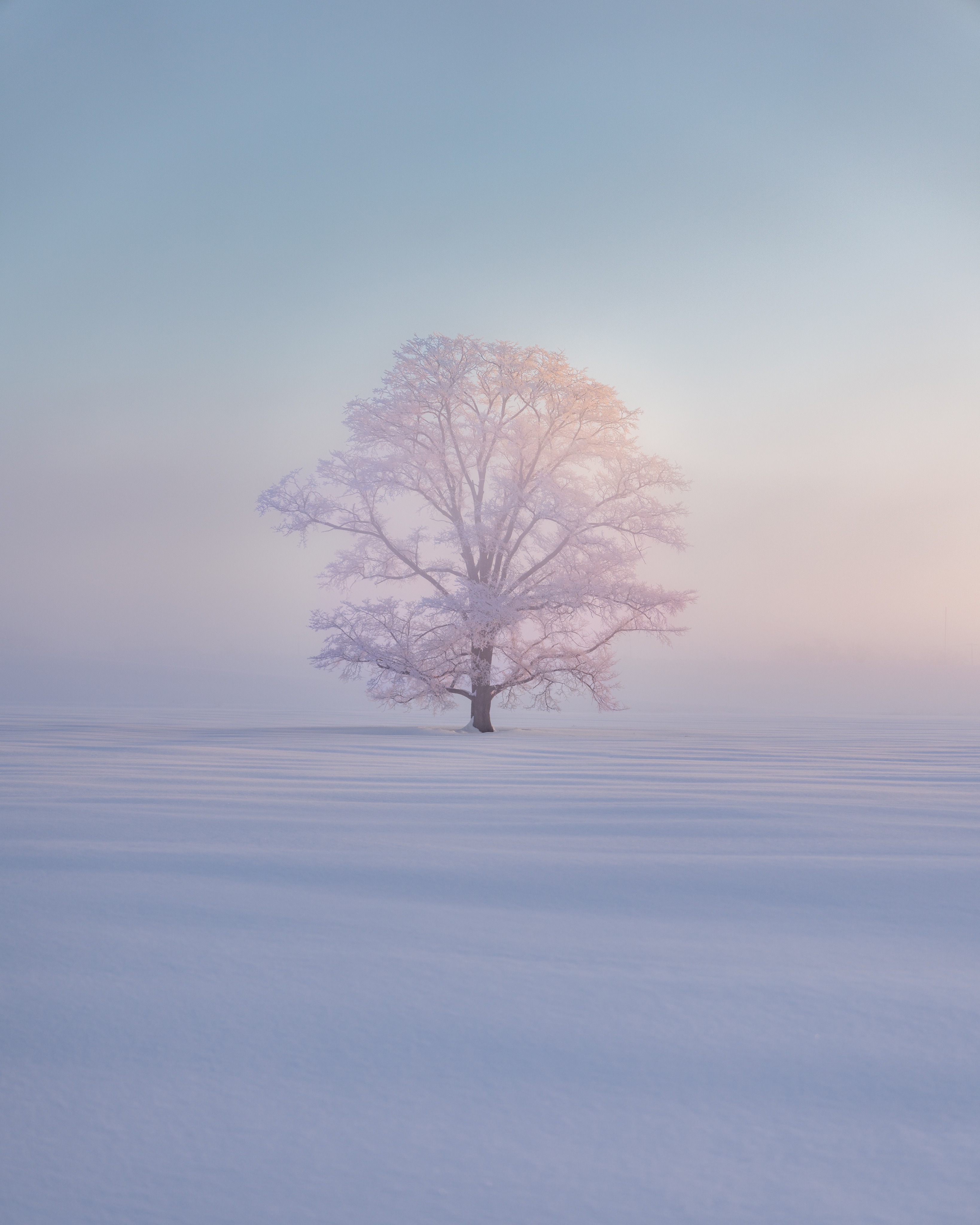A solitary, frost-covered tree stands centered in a vast, snow-covered field under a pale, ethereal sky during sunrise or sunset