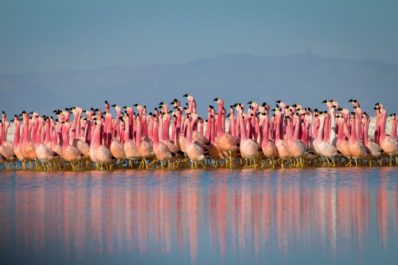 Image Copyright: BBC NHU/&copy; Justin Anderson