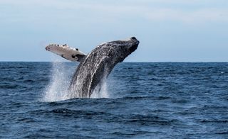 Humpback Whale breaching in Sea of Cortez, Mexico
