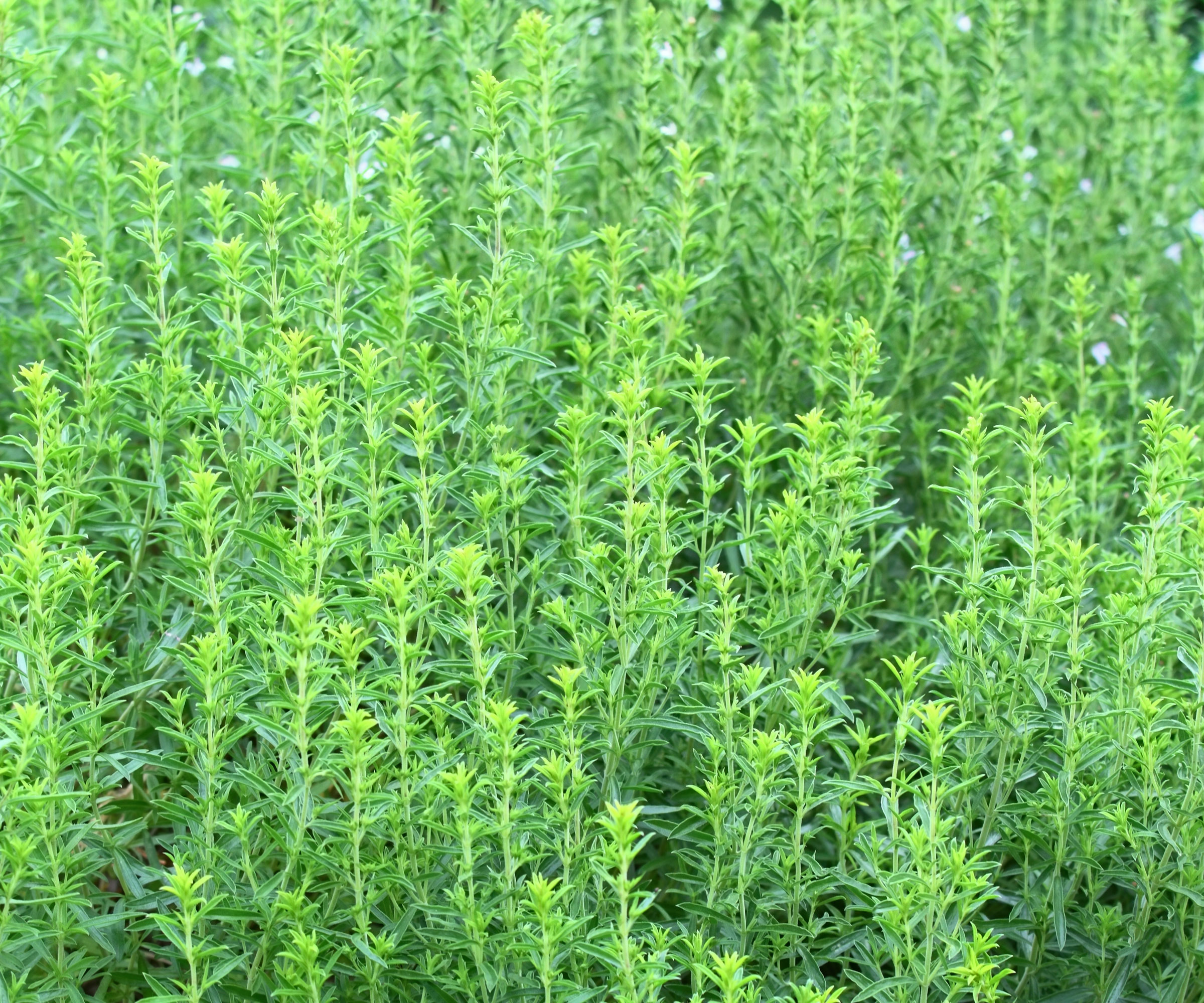 winter savory herbs growing in garden