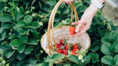 A person harvesting strawberries in the garden into a basket
