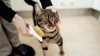 Tabby cat being brushed