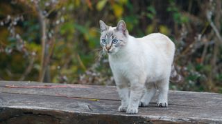 Ojos azules one of the rarest cat breeds