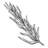 Rosemary plant illustration