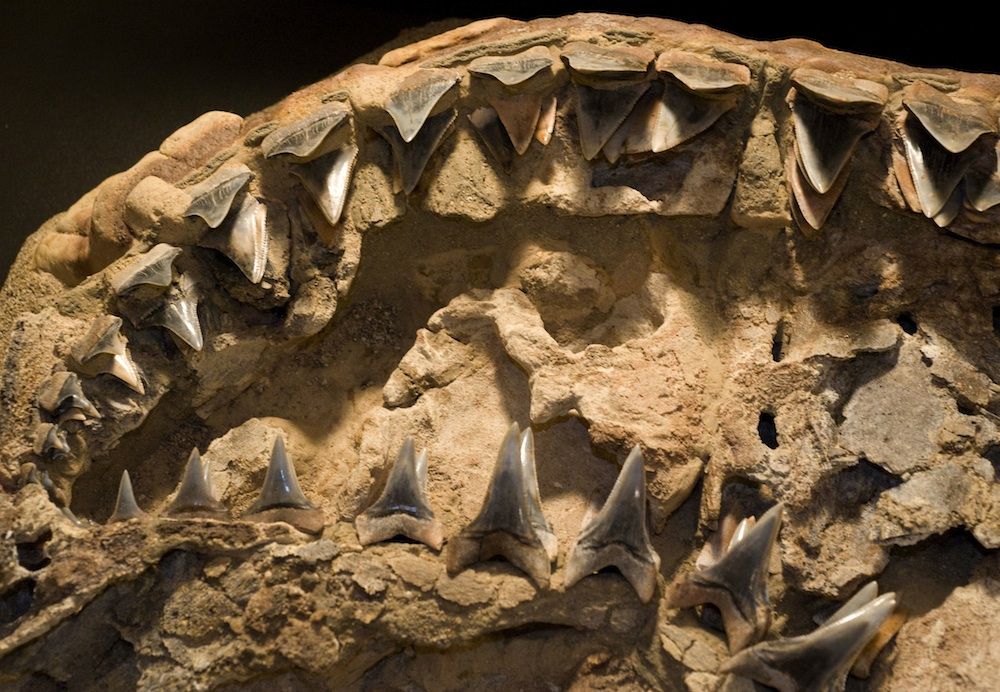 Fossil shark teeth in jaw