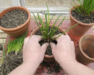 chives being divided and repotted in winter