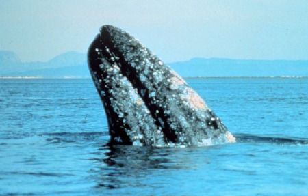 Gray whale breaching.