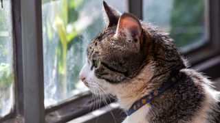 American wirehair cat looking out of window