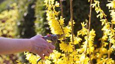 Pruning a forsythia shrub full of yellow flowers with shears