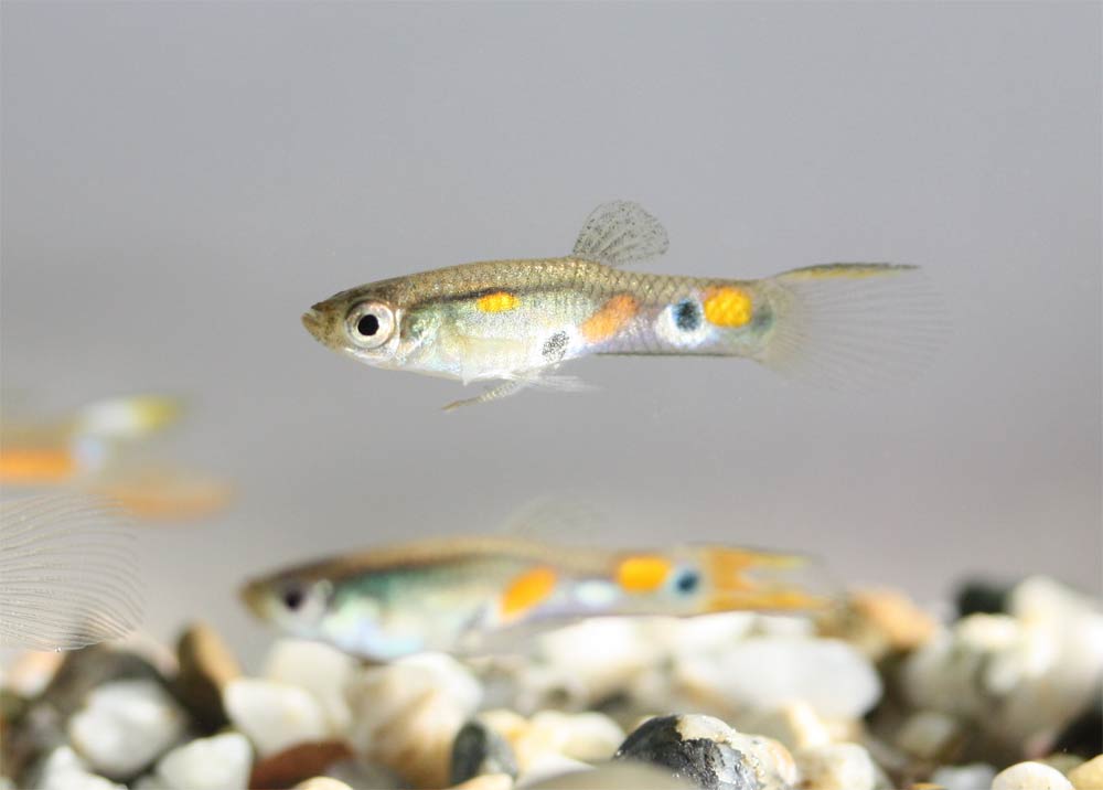 guppies jumping out of tank