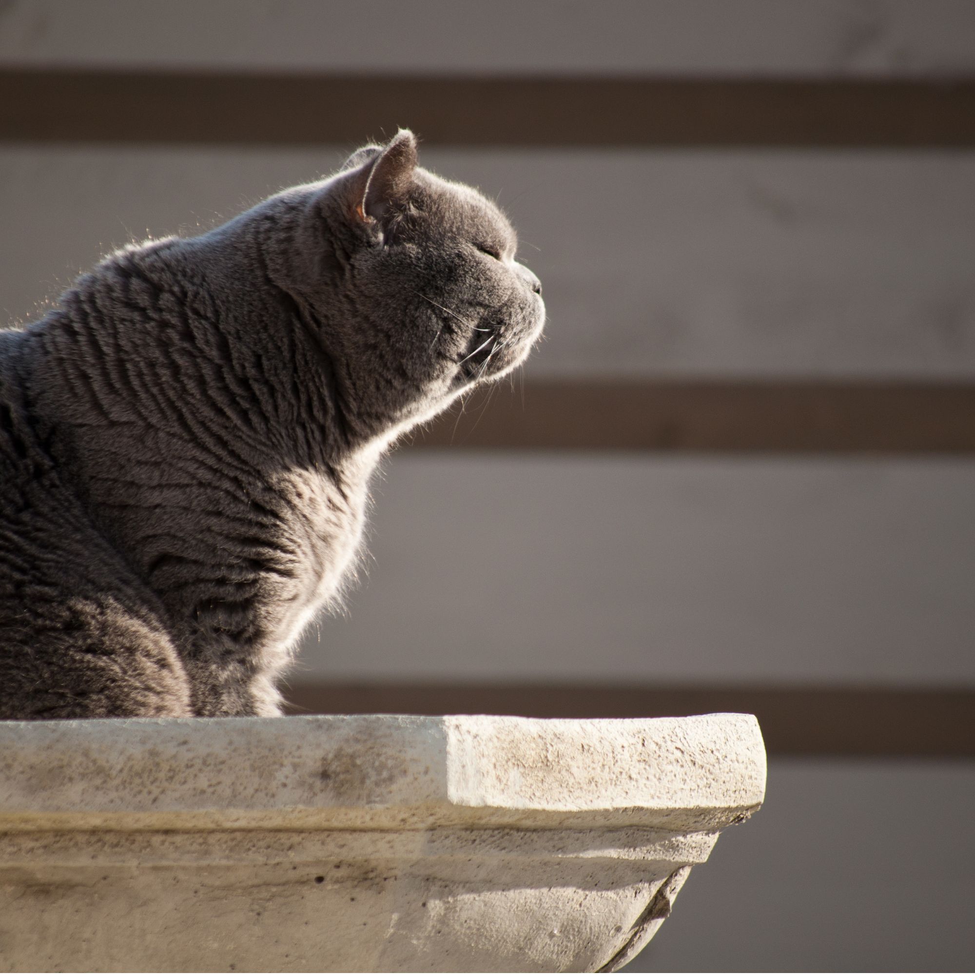 grey cat sits menacingly on stone bird bath