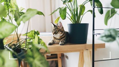 A Tabby cat surrounded by various houseplants as it lays on a wooden table to support a warning of the houseplants that are toxic to cats