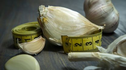 Up close elephant garlic clove and tape measure