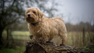 Norfolk terrier stood on a log