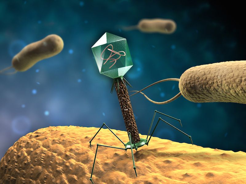 An artist&#039;s depiction of a phage injecting its genetic material into a bacterium.