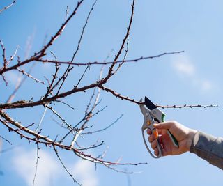 Pruning a tree in late winter with pruning shears