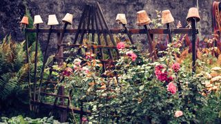 picture of rose bushes with earwig traps on them