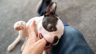 puppy biting hand