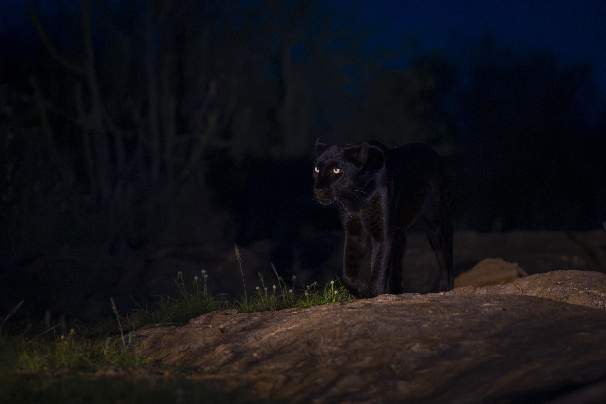 A black panther, leopard, prowls on rocky terrain under the night sky with glowing eyes in Laikipia, Kenya.
