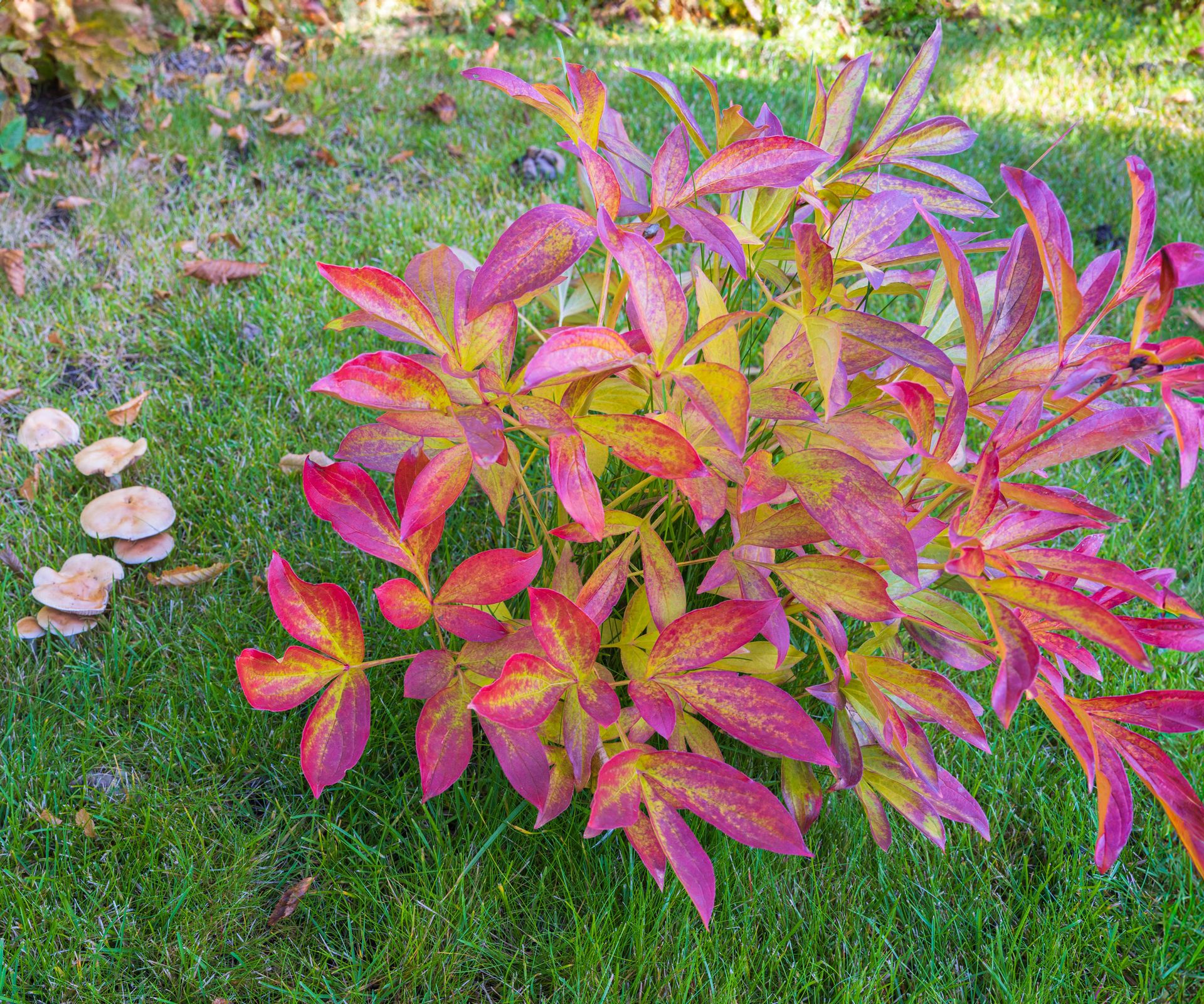 peony shrub with fall color showing red leaves