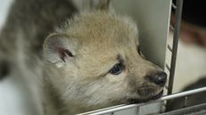 The world's first Arctic wolf clone was recently born in China.
