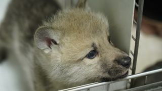 The world's first Arctic wolf clone was recently born in China.