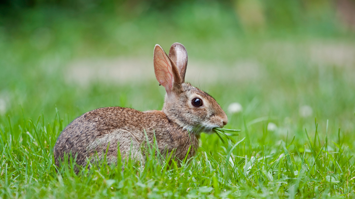 Vet explains what to feed a rabbit (plus 4 surprising things they ...