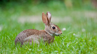 Brown rabbit eating grass in the garden