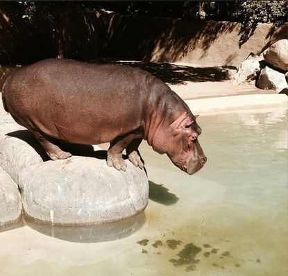 The L.A. Zoo's newest addition is a baby hippo born to a mom on birth control