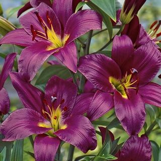 Purple Prince Orienpet Lilies Flower Bulbs - 3 Lily Bulbs Per Pack - Pleasantly Scented - Attracts Butterflies and Hummingbirds - Good as Cut Flowers - Naturalizing - Perennializing - Live Garden