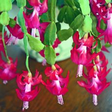 Christmas cactus with pink flowers