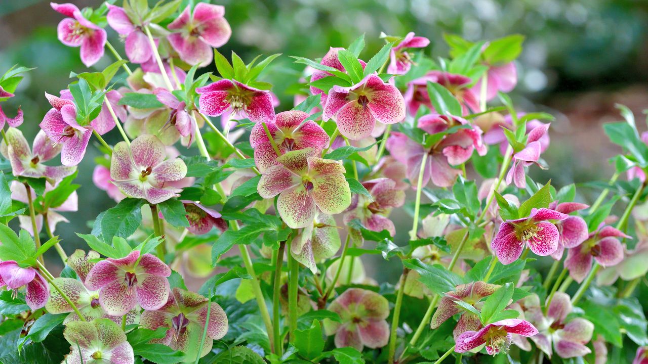 Pink hellebores in garden