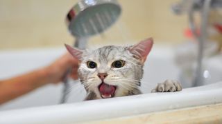 Cat having a bath