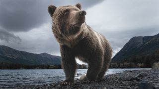 Photograph of a bear in the Chilcotin River, British Columbia, Canada, by photographer and adventurer David duChemin