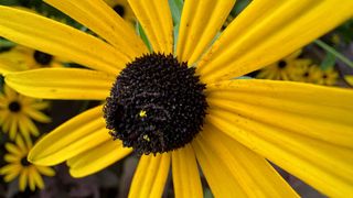 A macro photo of a yellow flower taken with iPhone 15 Pro