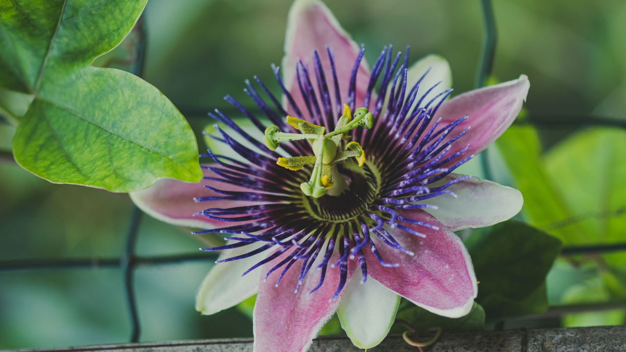 Passion flower