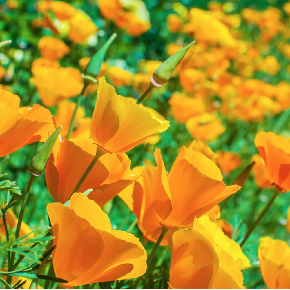 Californian Poppy