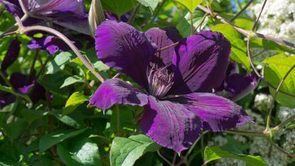 Monty Don clematis pruning tips: Clematis 'Gypsy Queen'