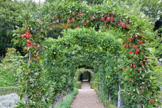 Red and green apple arch above a stone walkway leading to a gate